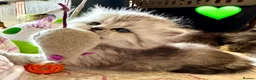 British Longhair cats for sale: Beautiful Longhaired Kittens  - Advert 1
