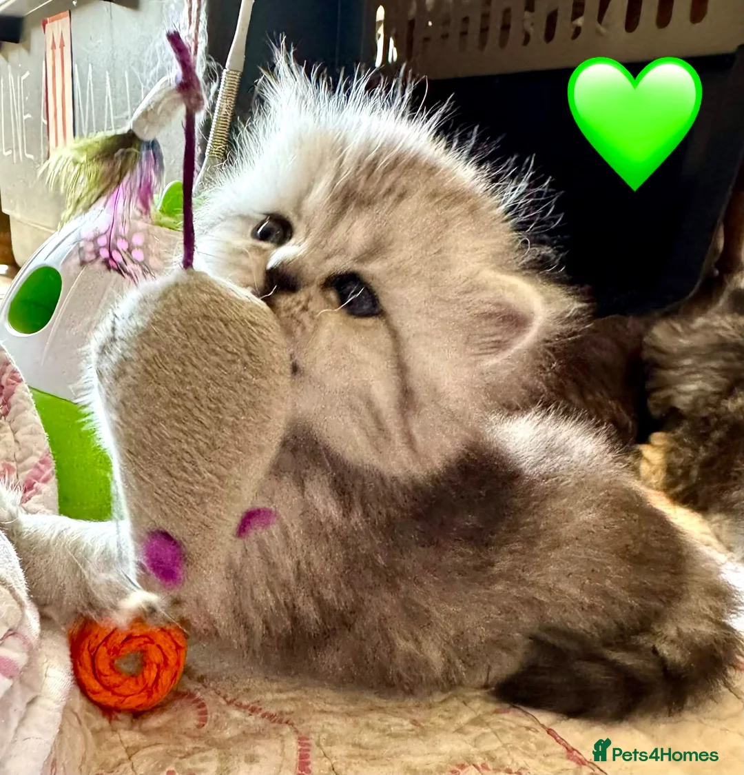 British Longhair cats for sale: Beautiful Longhaired Kittens  - Advert 1