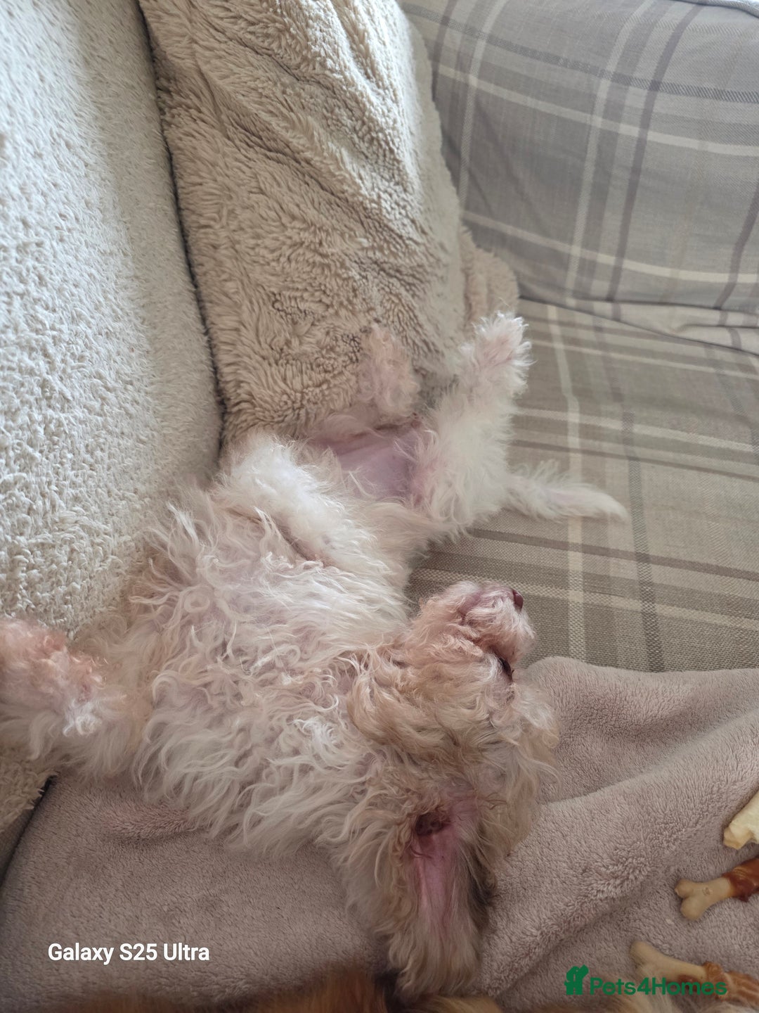 Toy Poodle dogs for sale: White Parti toy poodle o - Image 6
