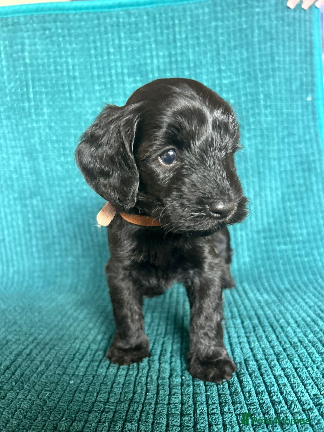 Bordoodle dogs for sale: Borderdoodle  Free five weeks insurance  - Image 18