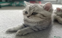 British Shorthair cats for sale: 😻Beautiful BSH Active GCF Kittens🌈 Ready Now! - Image 11