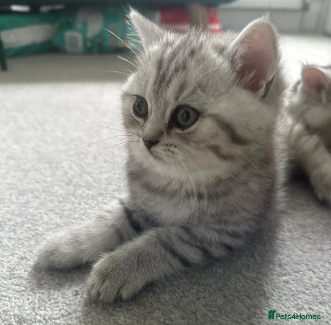 British Shorthair cats for sale: 😻Beautiful BSH Active GCF Kittens🌈 Ready Now! - Image 11