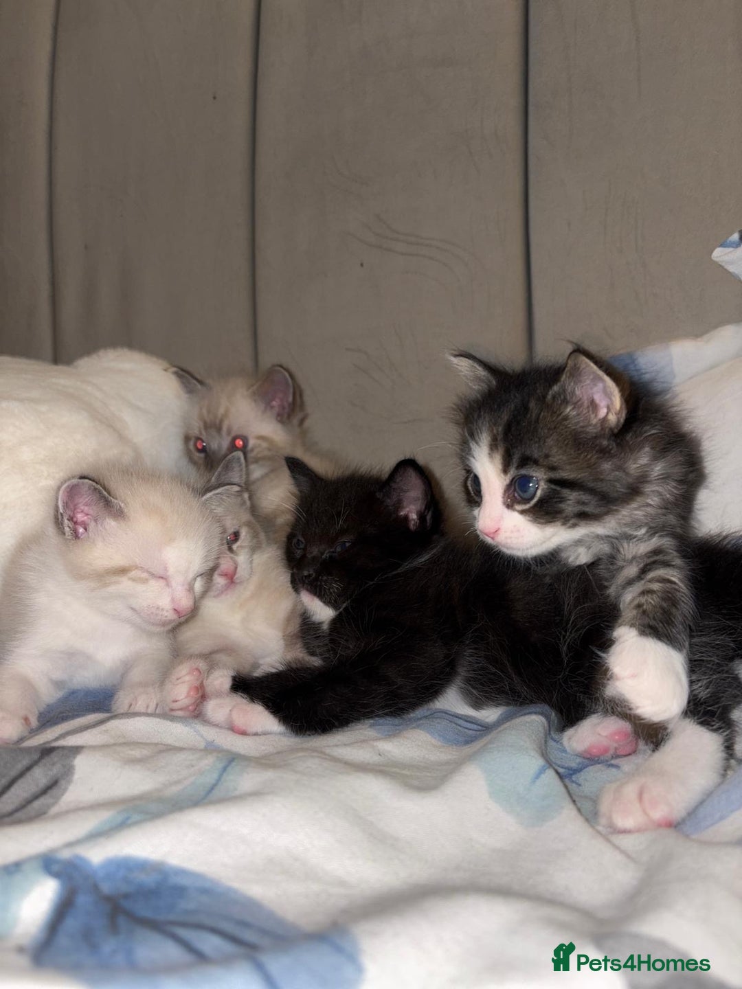 Bengal cats for sale: Ragdoll x Egyptian mau kitties  - Image 2