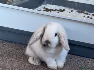 Mini Lop rabbits Mini lop - Advert 5