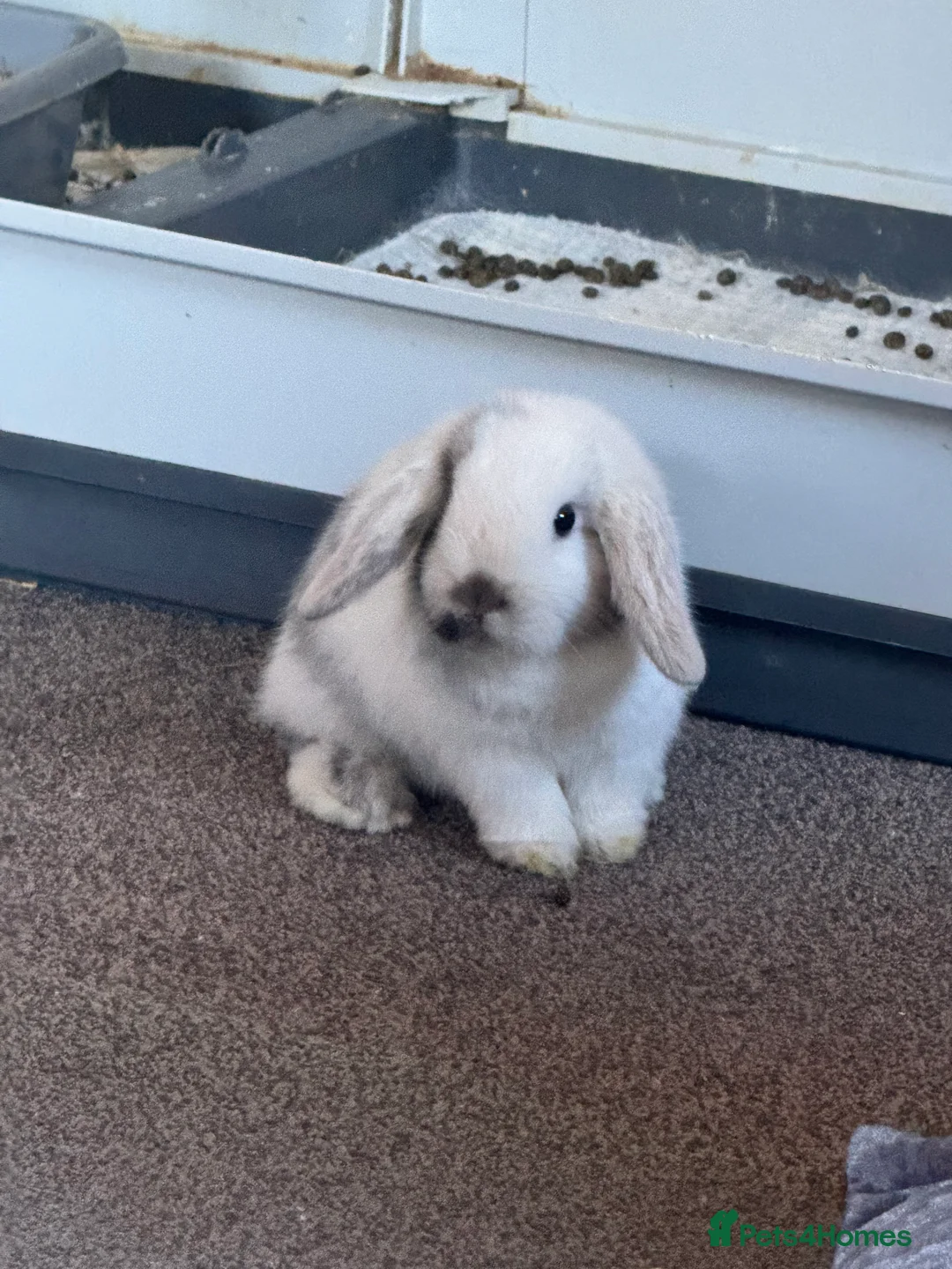 Mini Lop rabbits for sale: Mini lop  - Advert 1