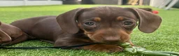 Miniature Dachshund dogs for sale: Chocolate & tan short hair miniature dachshund  - Advert 4