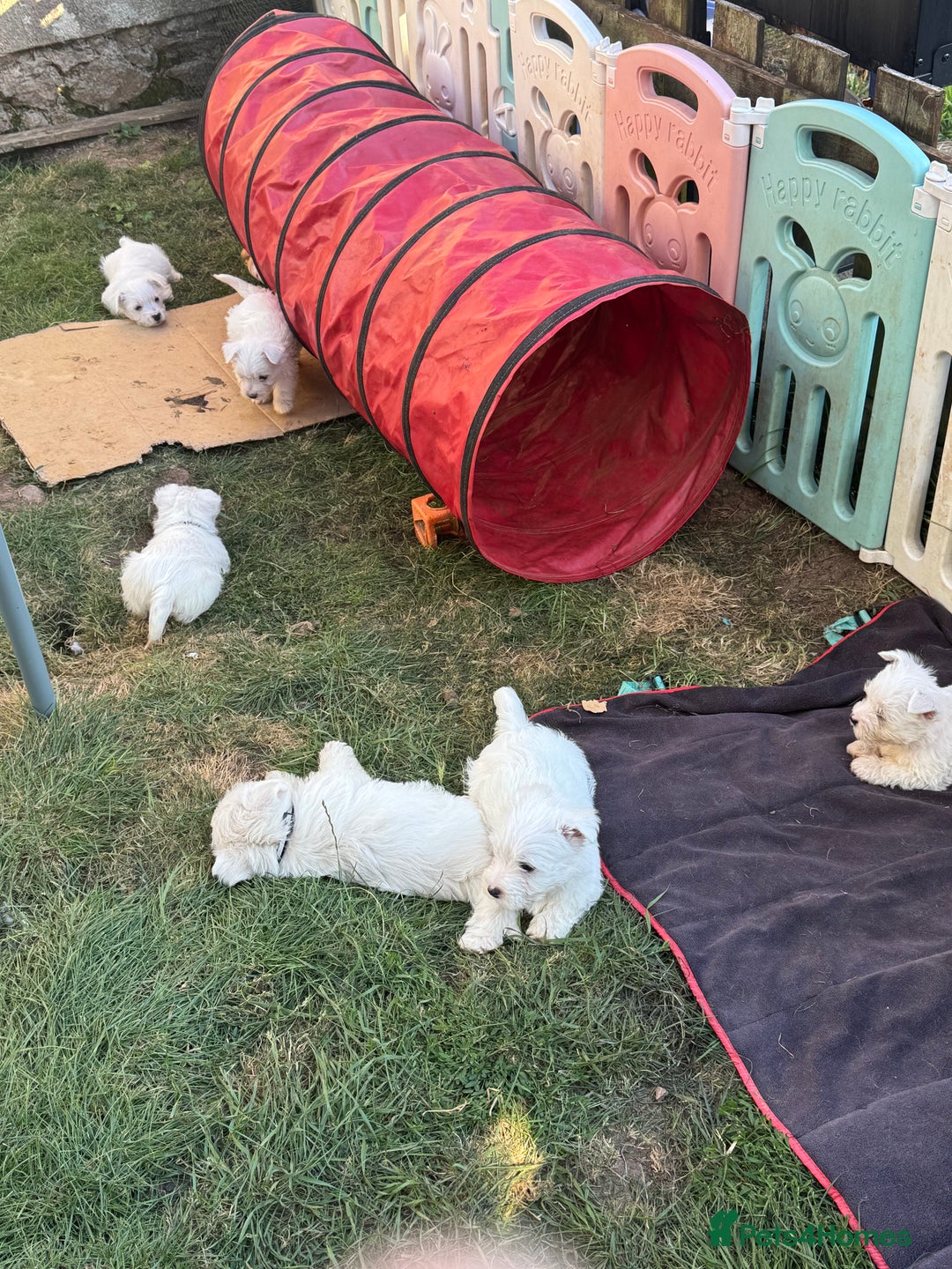 West Highland Terrier dogs for sale: West highland terrier  - Image 15