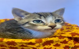 European cats for sale: Colourful kittens - Image 14