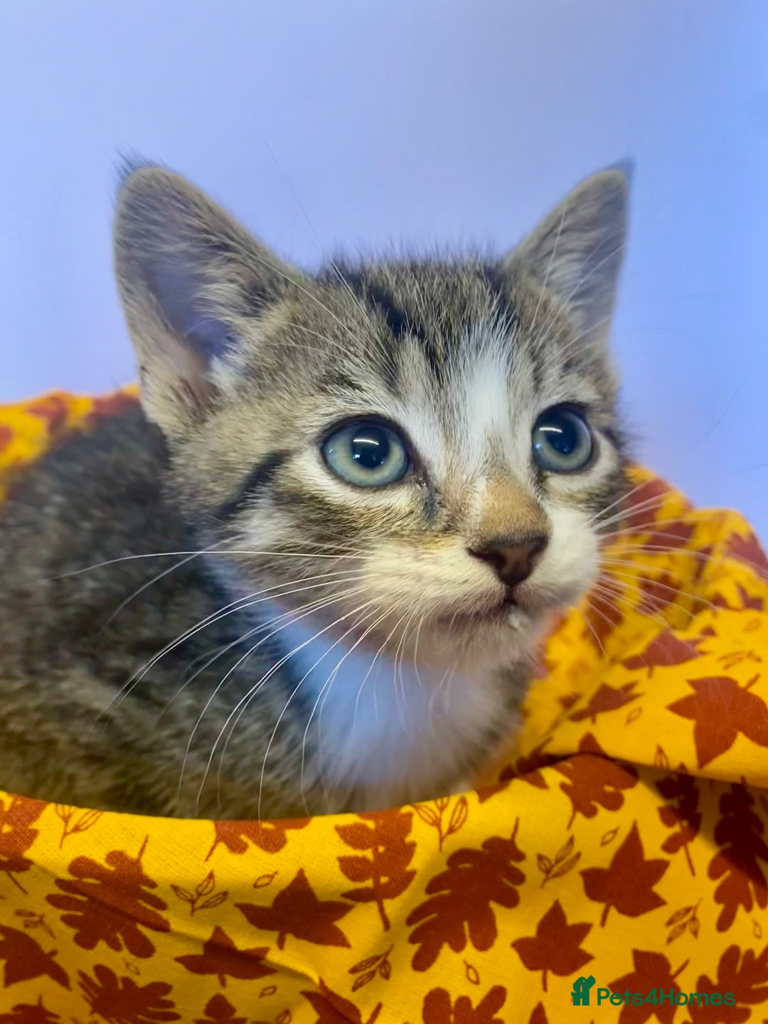 European cats for sale: Colourful kittens - Image 14