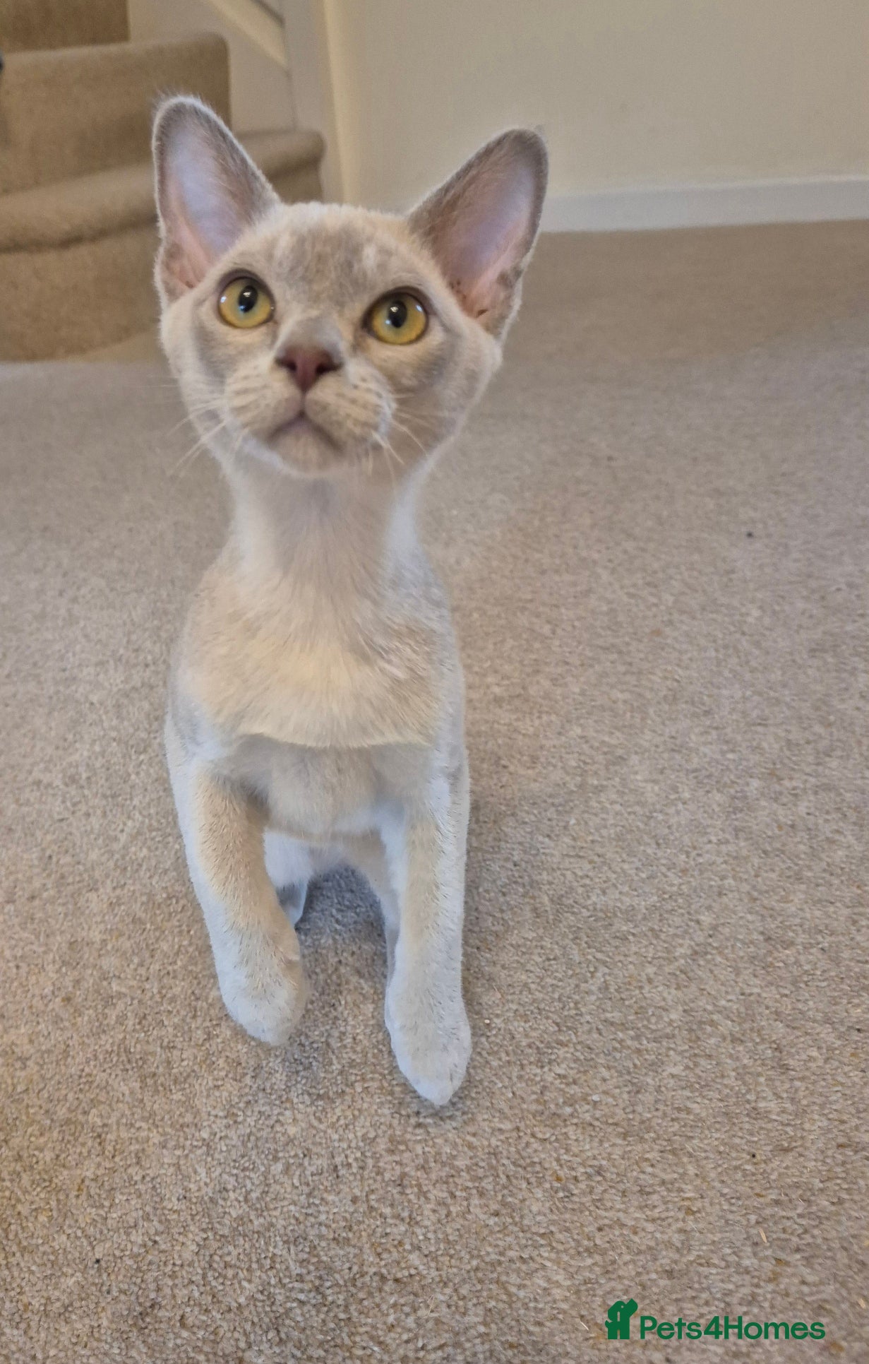 Burmese cats for sale: Pedigree Burmese Kittens Available - Advert 16