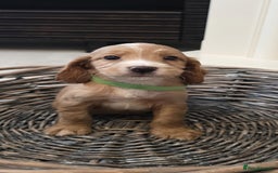 Cocker Spaniel dogs for sale: Cocker spaniel pups  - Image 2