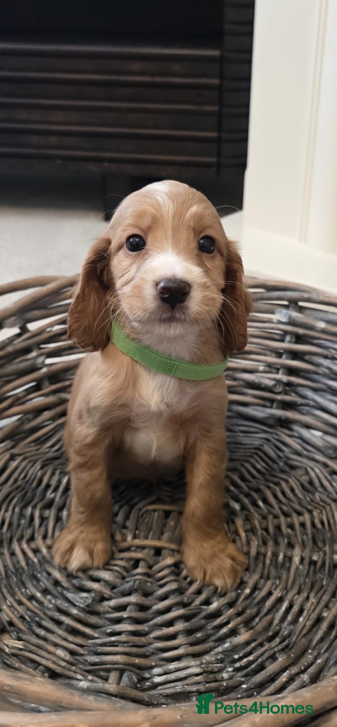 Cocker Spaniel dogs for sale: Cocker spaniel pups  - Image 2