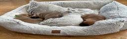 Jug dogs for sale: Jug Puppies For Sale - Advert 11