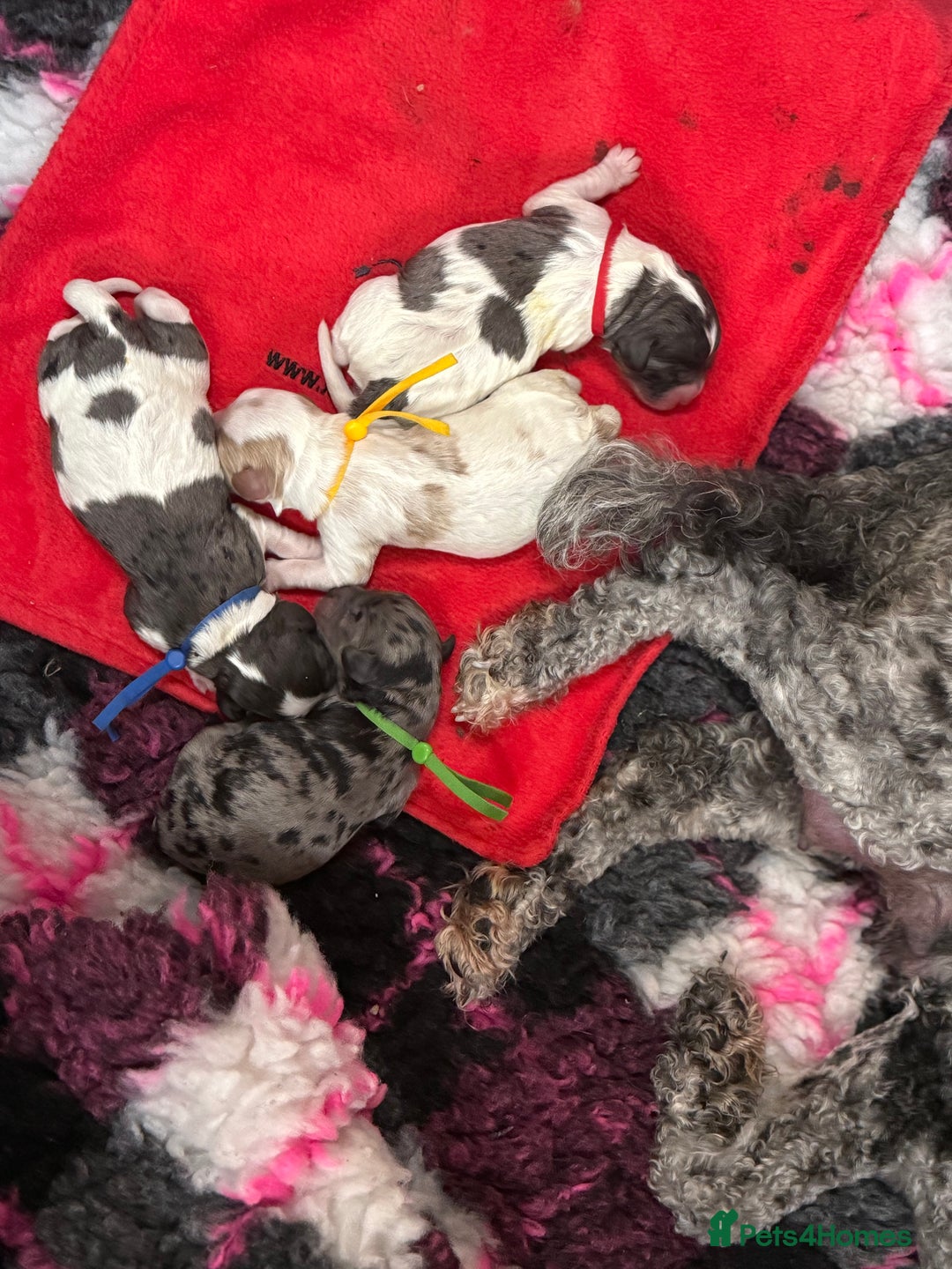 Cavapoo dogs for sale: Extensively health tested stunning cavapoo’s - Image 10