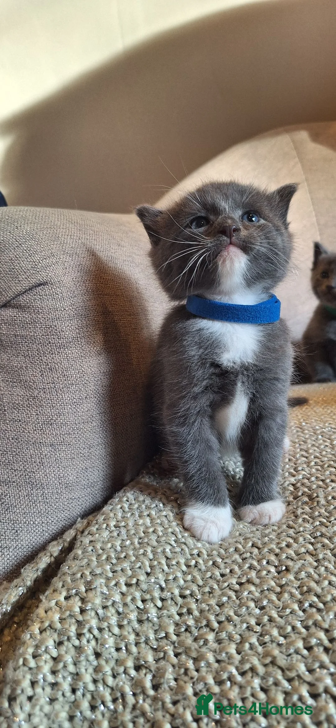 Ragdoll cats for sale: Ragdoll X kittens - extremely cute and fluffy  - Advert 14