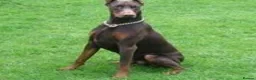 Dobermann dogs for stud: At Stud - TORCHENEY CHIEF - Advert 3