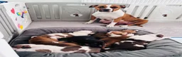 Staffordshire Bull Terrier dogs for sale: Staffordshire bull terrier puppies in Worksop - Advert 34