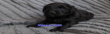 Mixed Breed Puppy 4