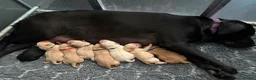 Labrador Retriever dogs for sale: 🐶STUNNING LABRADOR PUPPIES 🐶 - Advert 25