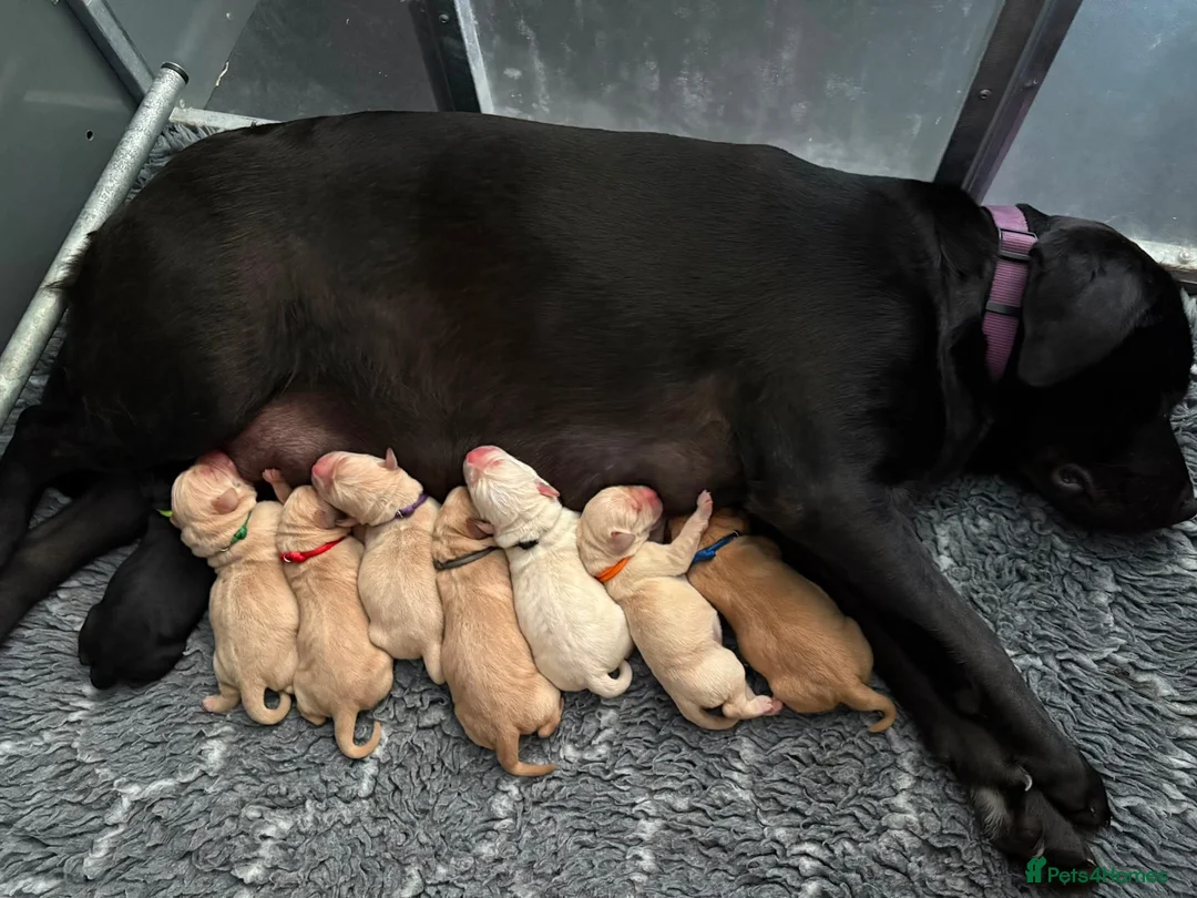 Labrador Retriever dogs for sale: 🐶STUNNING LABRADOR PUPPIES 🐶 - Advert 25