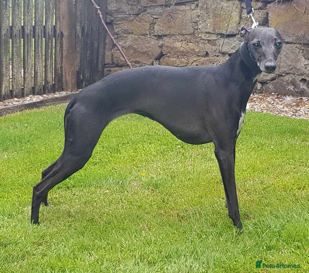 Whippet dogs for sale: Sporting bred whippet puppies  - Advert 7