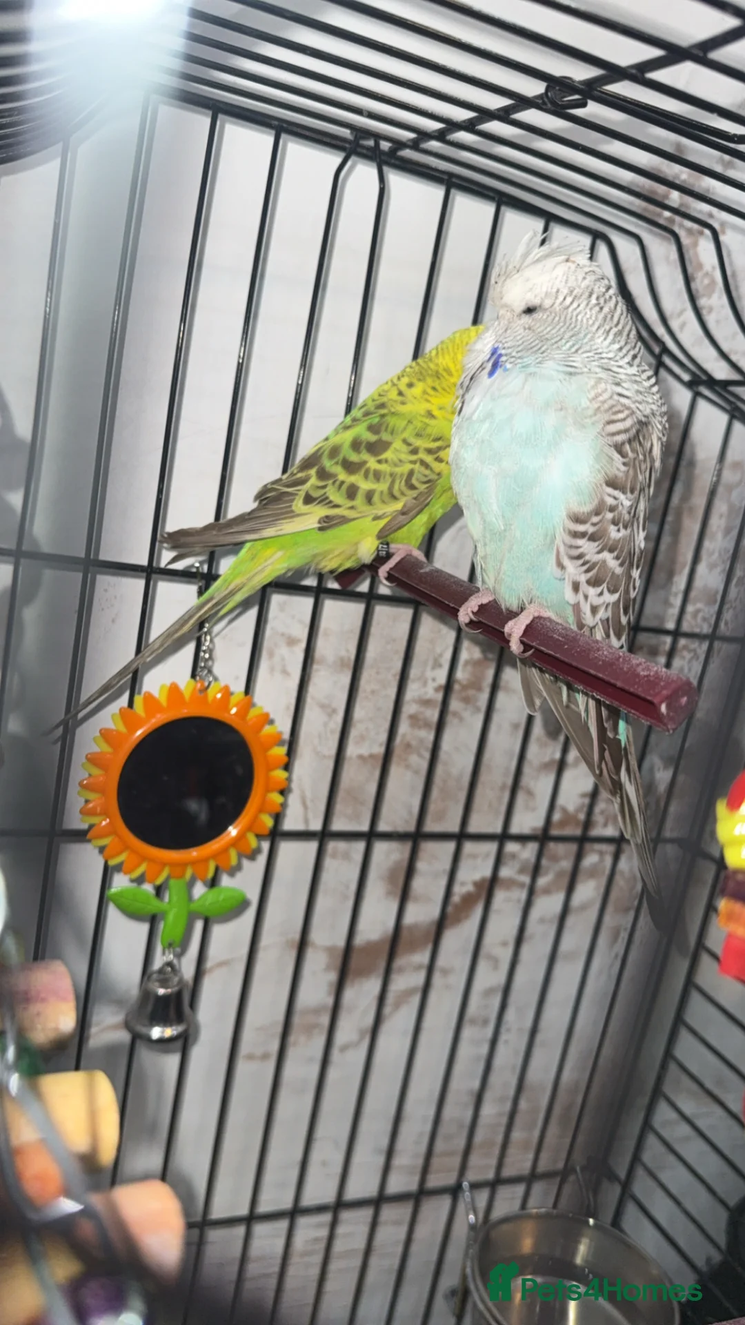 Budgerigars birds for sale: Pair of budgies  in Oldham - Advert 1