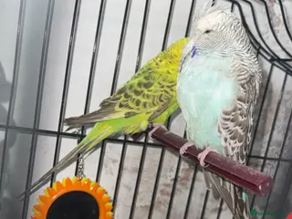 Budgerigars birds Pair of budgies - Advert 2
