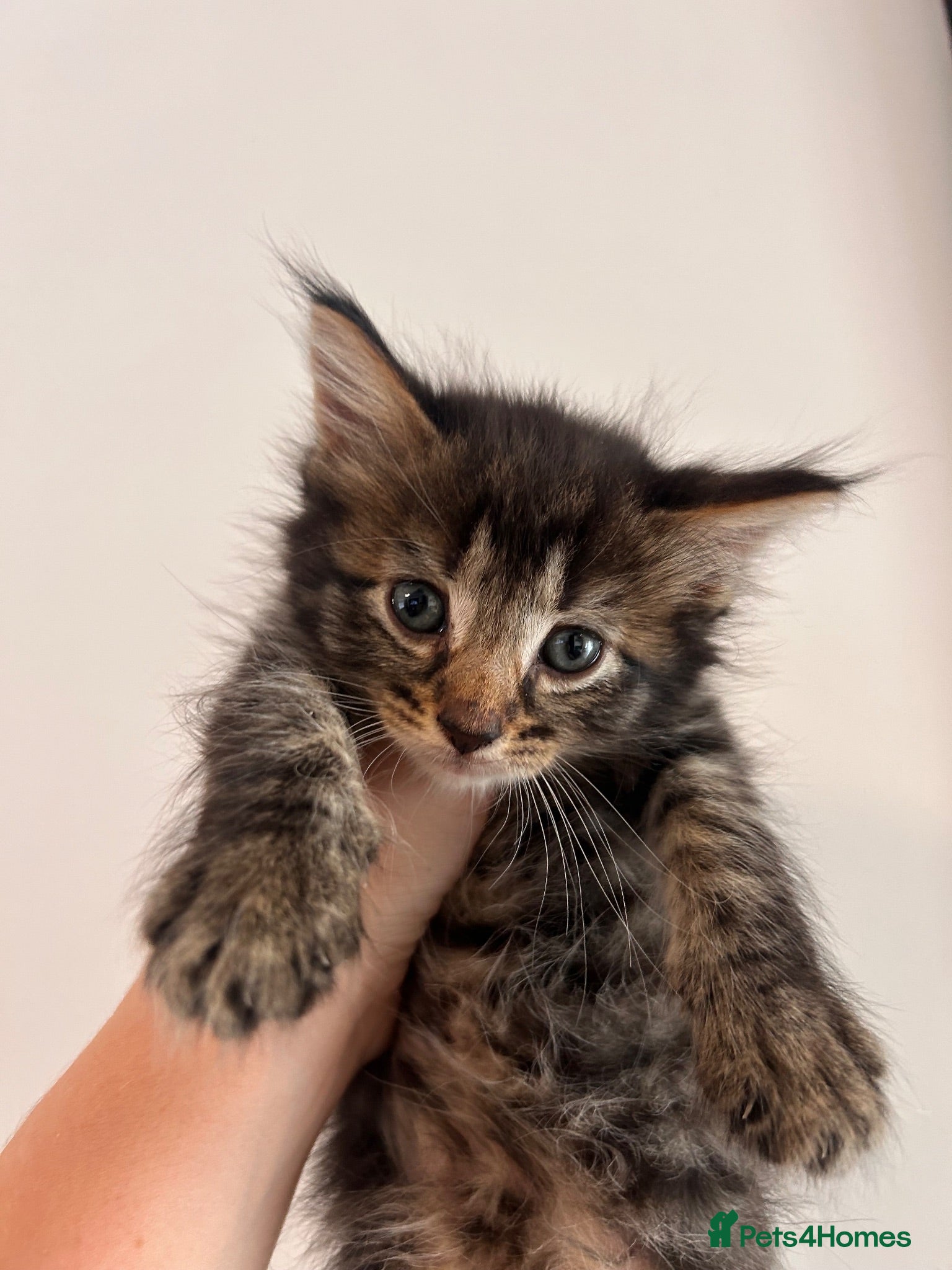Mixed Breed cats Kittens looking for loving homes - Advert 1