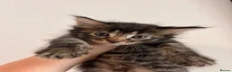Mixed Breed cats for sale: Kittens looking for loving homes - Advert 1