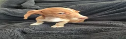 Miniature Dachshund dogs for sale: LAST 3x Dachshund boys ready NOW fully vacs - Advert 5