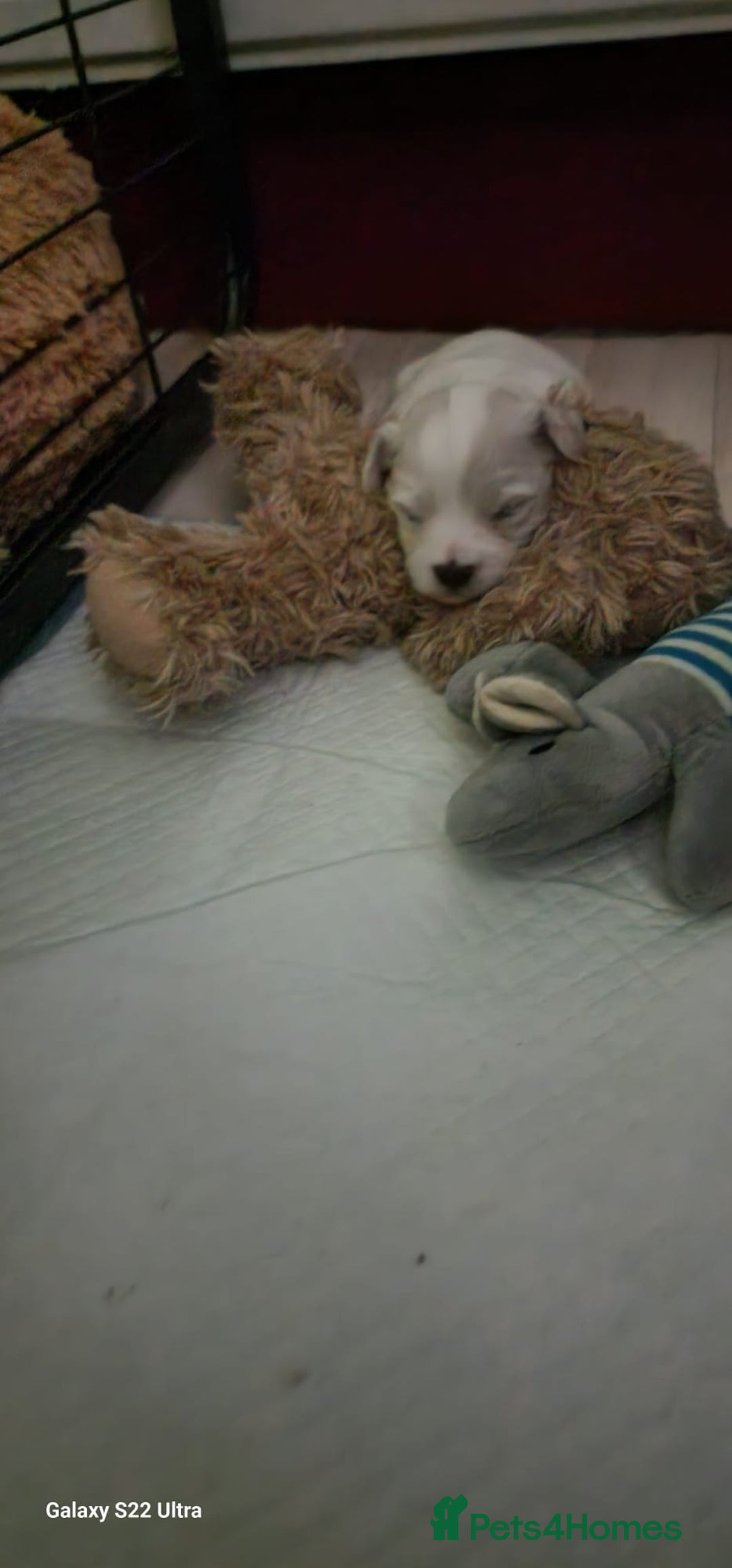 Maltese dogs for sale: Maltese puppies  - Image 7