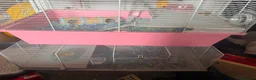Hamster rodents for sale: Baby roborovski hamster cage included  - Advert 2