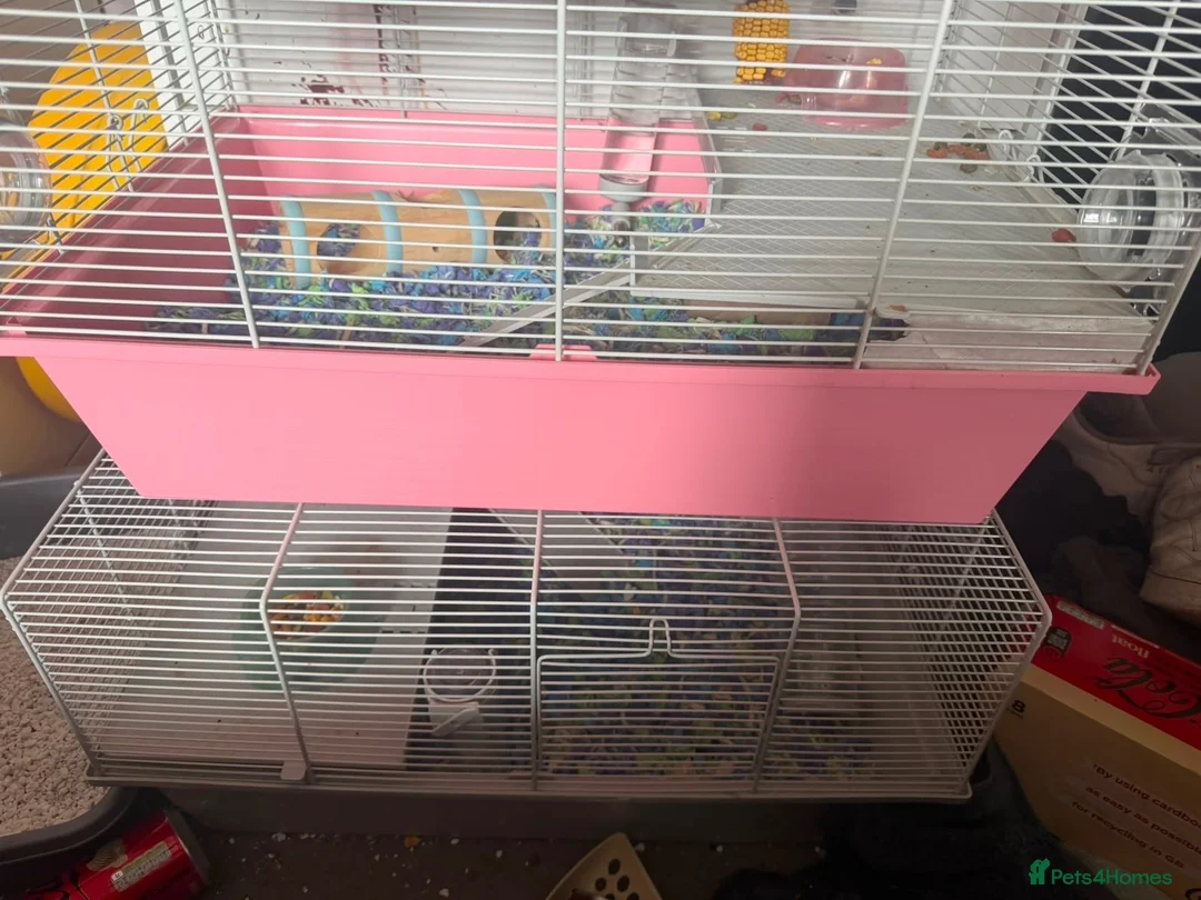 Hamster rodents for sale: Baby roborovski hamster cage included  - Advert 2