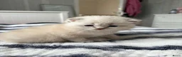 British Shorthair cats for sale: British shorthair  - Advert 5
