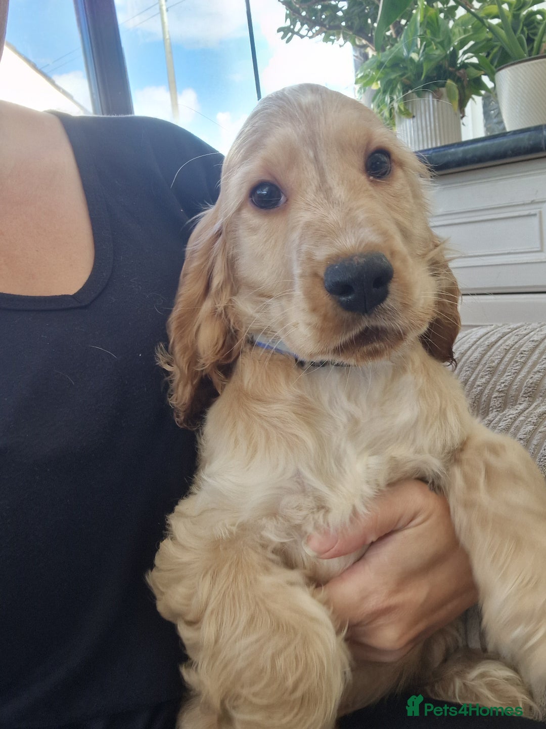 Cocker Spaniel dogs for sale: Pedigree English Show Cocker Spaniel Puppies - Advert 11