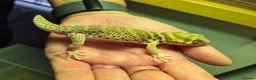 Leopard Gecko reptiles for sale: Various leopard geckos - Advert 11
