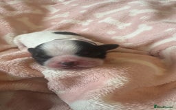 Shih Tzu dogs for sale: ⭐️Beautiful  Shih~Tzu puppies Ready 3rd October🐾 - Image 7