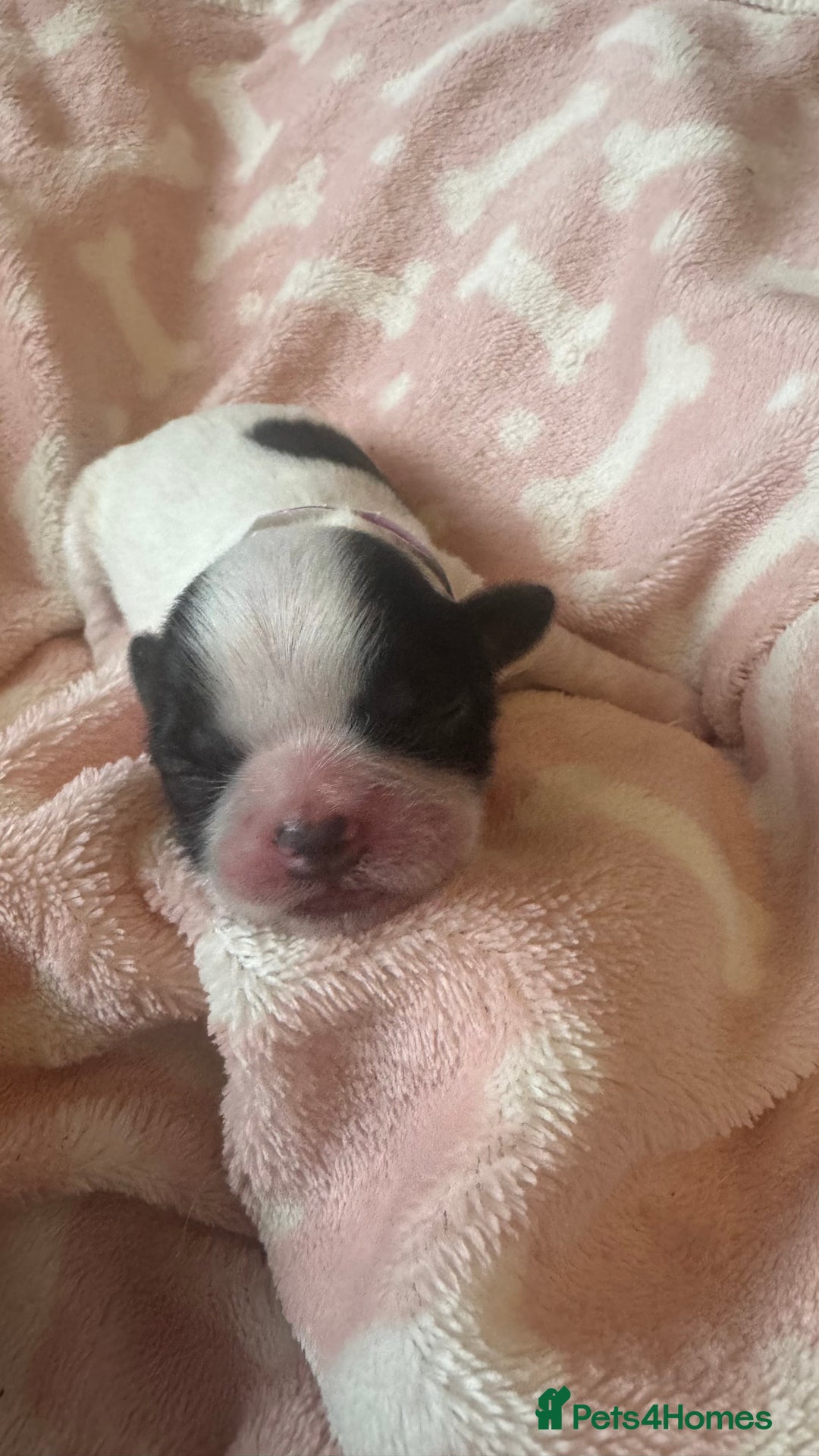 Shih Tzu dogs for sale: ⭐️Beautiful  Shih~Tzu puppies Ready 3rd October🐾 - Image 7
