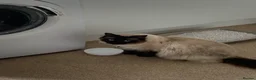 Ragdoll cats for sale: Rag doll male - Advert 3