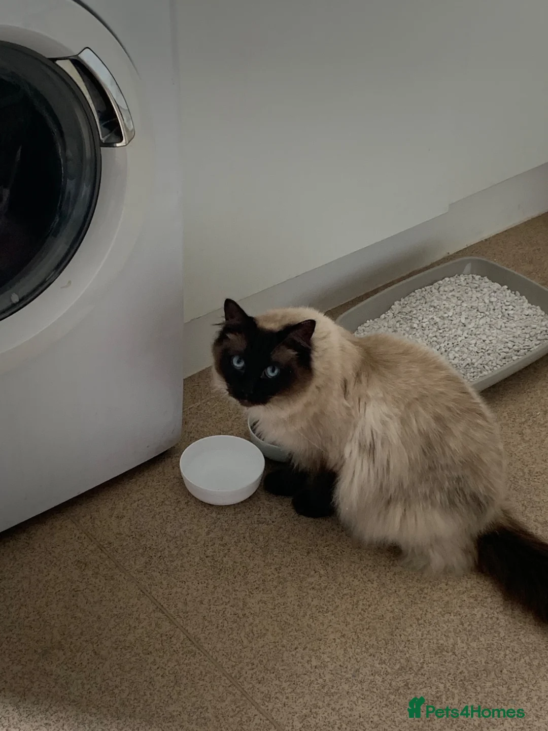 Ragdoll cats for sale: Rag doll male - Advert 3