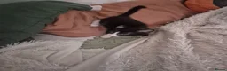 Mixed Breed cats for sale: Kittens Ready to Leave - Advert 11