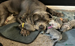 Cane Corso dogs for sale: Cane Corso Puppies  - Image 5