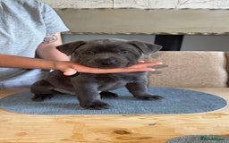 Mixed Breed dogs for sale: Chow chow x American bull dog  - Image 10