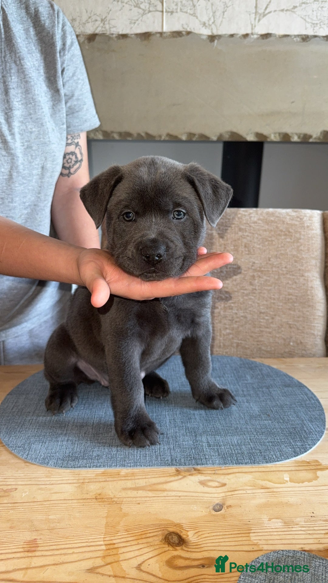 Mixed Breed dogs for sale: Chow chow x American bull dog  - Image 10