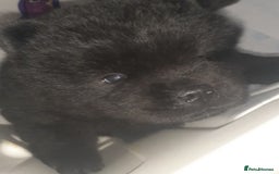Chow Chow dogs for sale:  KC registered Chow Chow puppies for sale.🤗 - Image 27
