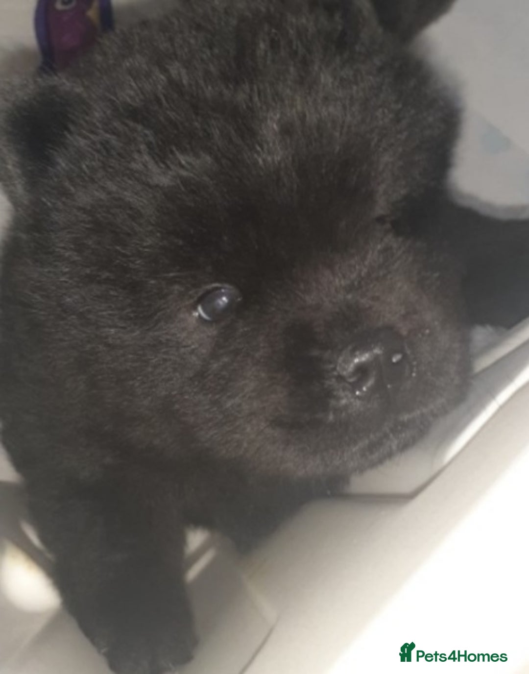 Chow Chow dogs for sale:  KC registered Chow Chow puppies for sale.🤗 - Image 27