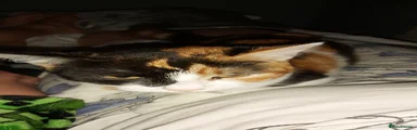 Mixed Breed 1