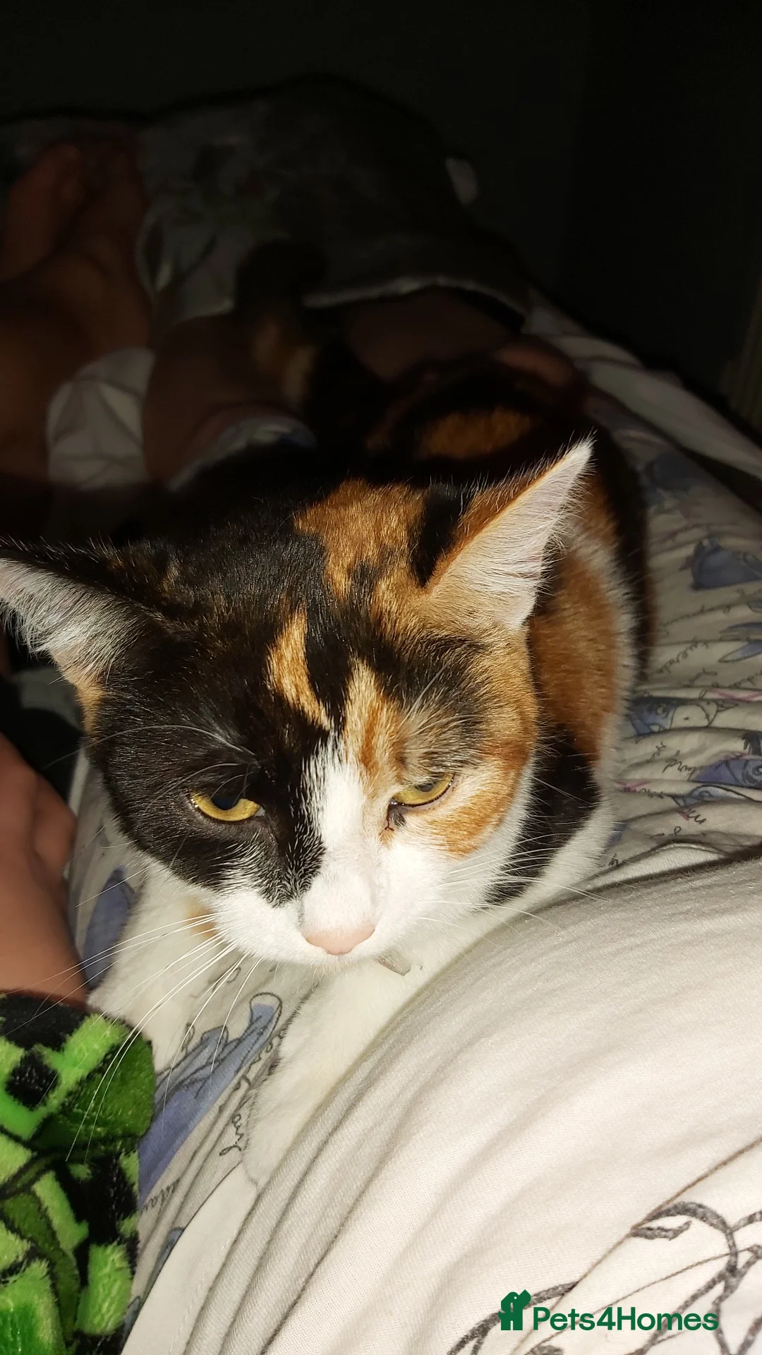 Mixed Breed cats for sale: 5 * home for for a beautiful three-colored cat. - Advert 6