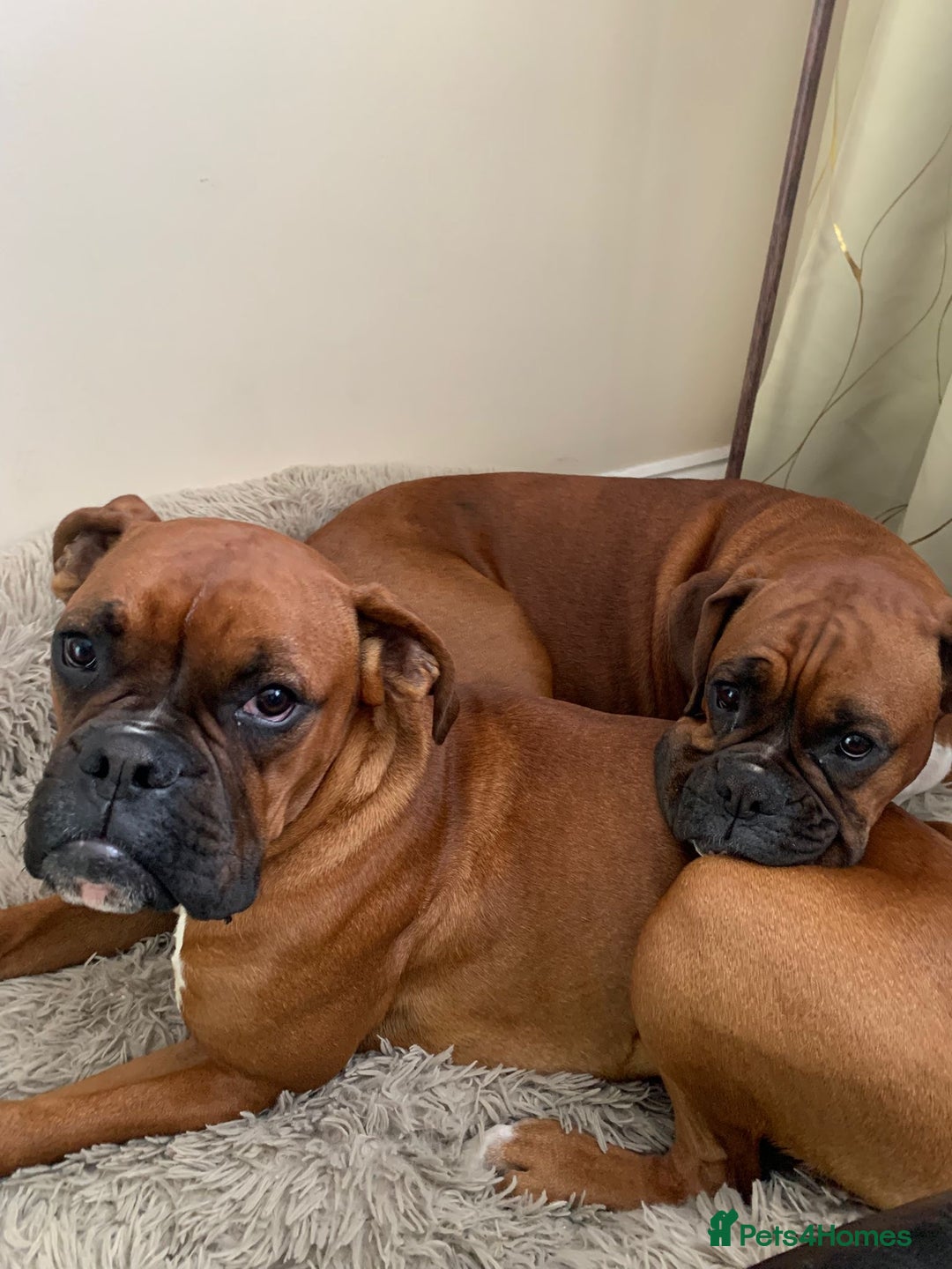 Boxer dogs for stud: Male Boxer Stud - Image 5