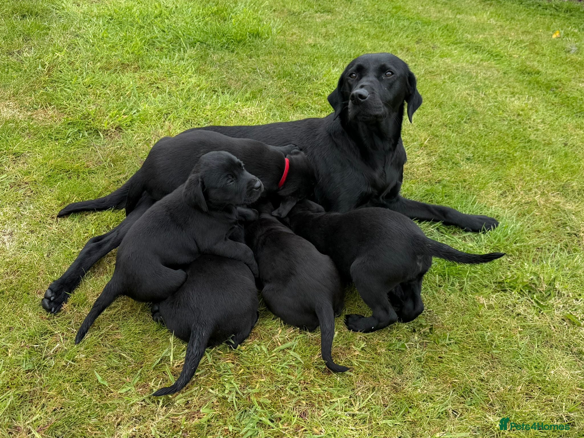 Labrador Retriever dogs Labrador puppies  - Advert 6